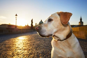 拉布拉多嘴巴臭怎么办