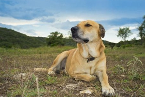 拉布拉多换牙期吃什么