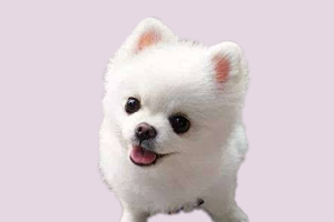 博美挑食严重怎么办