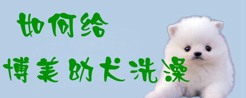 如何给博美幼犬洗澡1