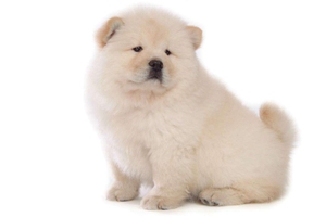 松狮犬怎么喂食