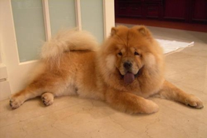 松狮毛打结了怎么办