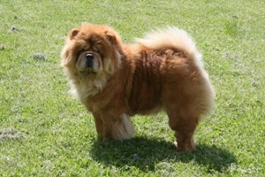 发情松狮什么表现