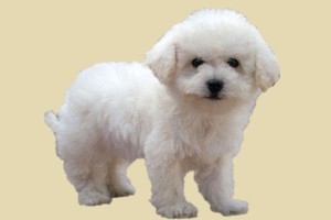 怎么教比熊大小便