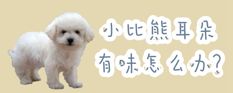 小比熊耳朵有味怎么办