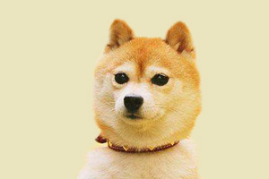 柴犬不吃饭怎么办