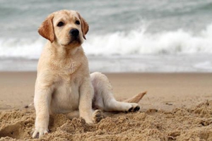 发情的拉布拉多怎么办