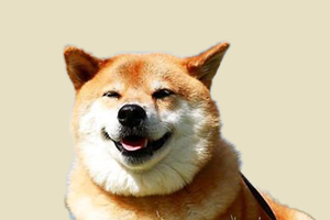 柴犬有什么特征