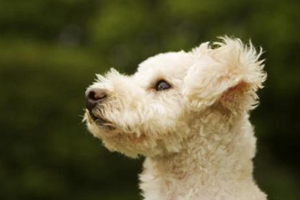 小狗刚到家注意什么