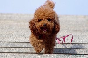 泰迪狗换牙期注意事项