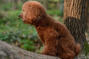 泰迪嘴臭怎么办