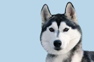 如何教哈士奇握手