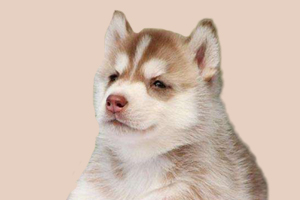 怎么让哈士奇不乱拉屎