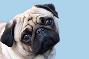 巴哥犬挑食怎么办