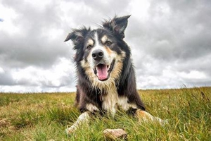 牧羊犬怎么喂养