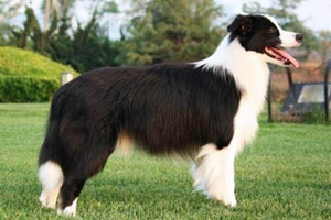 第一次养边牧要怎么养