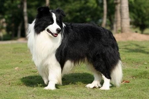 边牧眼屎多是怎么回事