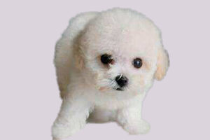 比熊怎么挑选品相