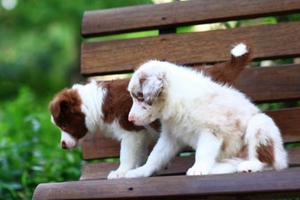 两个月的边牧怎么喂养