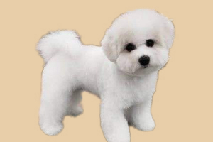 小比熊毛黄怎么办