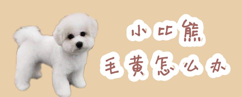 小比熊毛黄怎么办