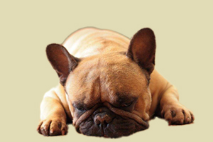 法国斗牛犬缺钙症状有哪些