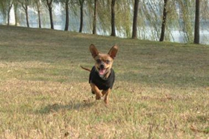 两个月小鹿犬怎样保暖