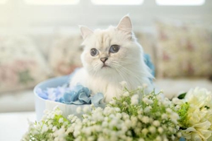 给两个月的小猫吃什么