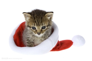 小猫咪应该吃什么