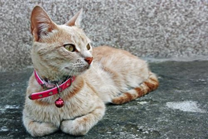 三个月小猫咪怎么养