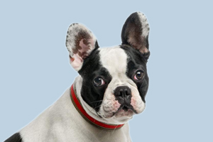 法国斗牛犬体臭怎么办