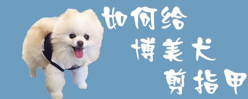 如何给博美犬剪指甲1