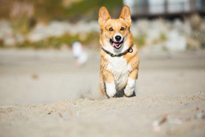 柯基犬发情期症状