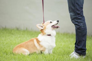 柯基怎样让毛色好