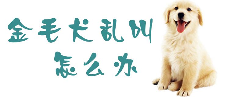 金毛犬乱叫怎么办1