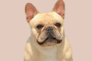 法国斗牛犬如何喂养