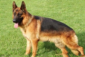 德国牧羊犬应该吃什么