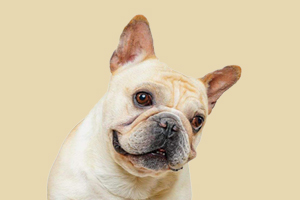 法国斗牛犬有什么缺点