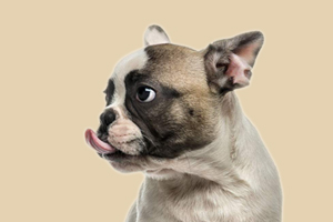 法斗口臭的原因是什么