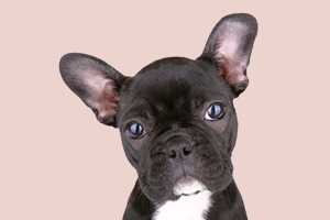 法斗口臭怎么办