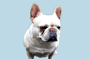 法国斗牛犬为什么臭