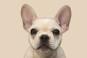 法国斗牛犬如何饲养