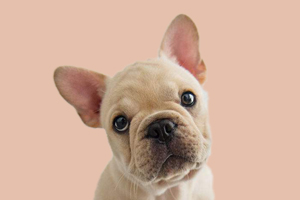 法斗什么时候立耳