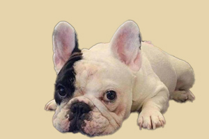 法斗什么时候换牙