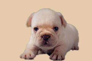 法斗什么时候换毛