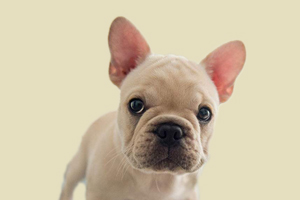 法斗犬什么时候换牙