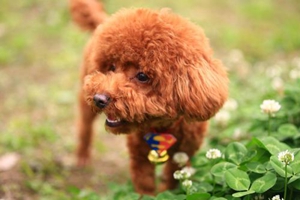 泰迪嘴臭吃什么