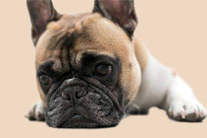 法国斗牛犬不吃东西怎么办