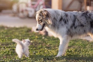 狗狗发情期该注意事项