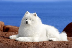 萨摩耶生完宝宝吃什么